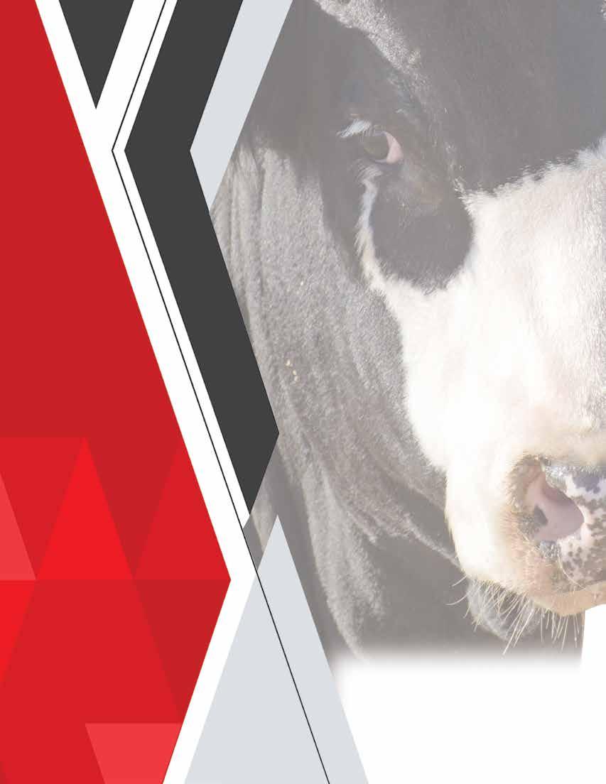 J&C Simmentals 29th Annual Bull & Female Sale 2024 by Barbour Marketing