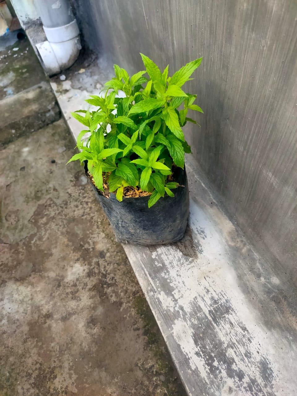 high-quality-wa-0813-5812-3335-jual-spearmint-berkualitas-tinggi-by