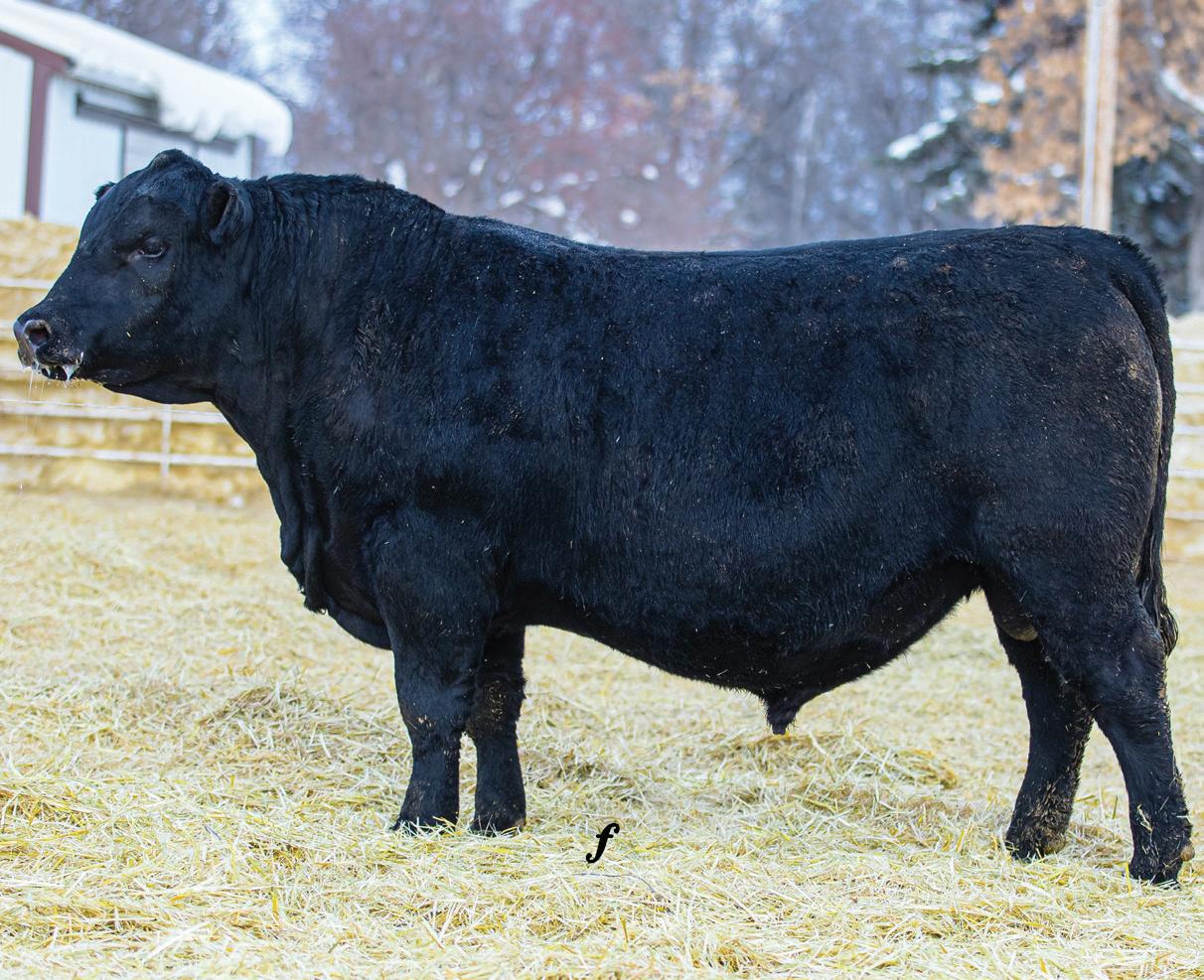 Bruner Angus Ranch Sale Catalog 2023 by PeltonLivestock Issuu