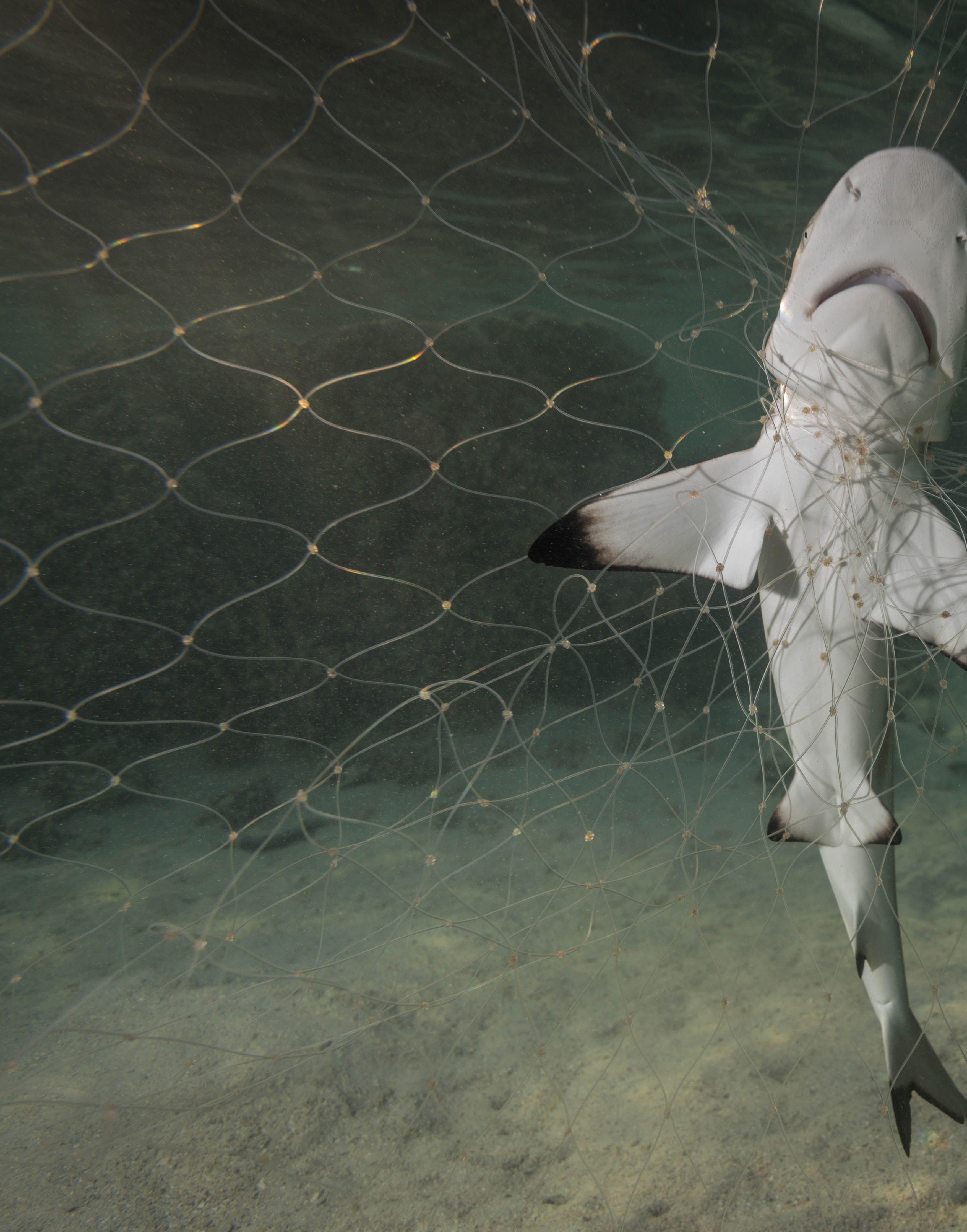 Shark News | Issue 07 | January 2023 by IUCN SSC Shark Specialist Group -  Issuu, image size:3497x4453