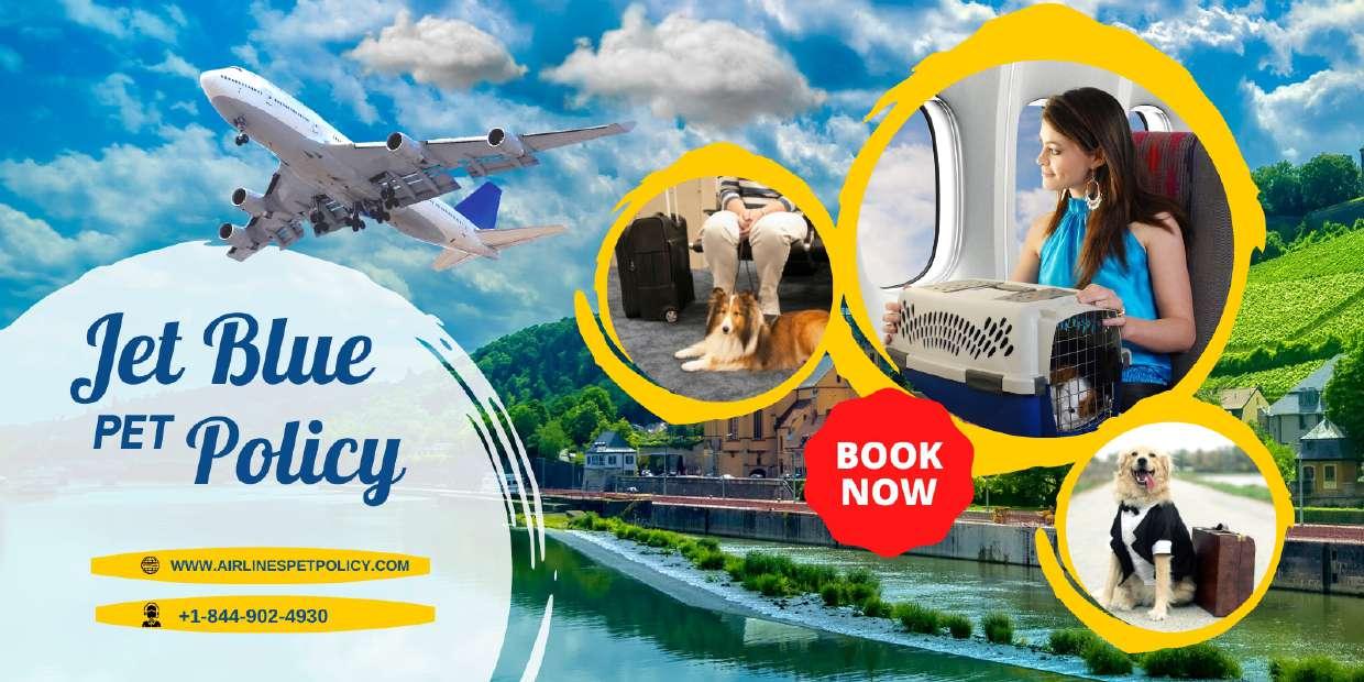 Jetblue Pet Policy by Jetblue airlines Pet policy Issuu