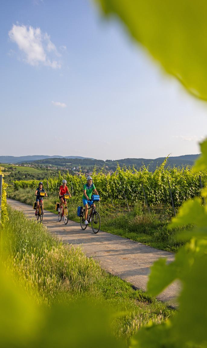 Freewheel Holidays 2023 Brochure by Sports Tours International Issuu