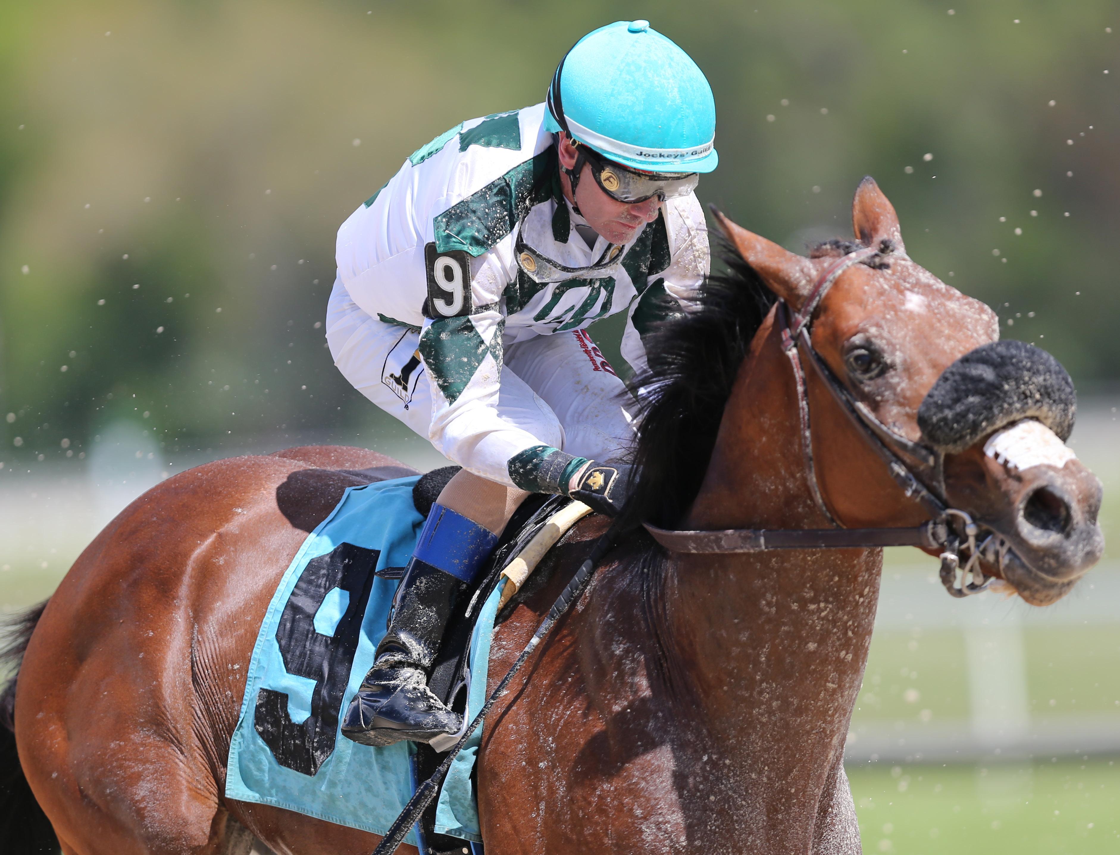 Tampa Bay Downs Media Guide 2023 by Strops Marketing Issuu