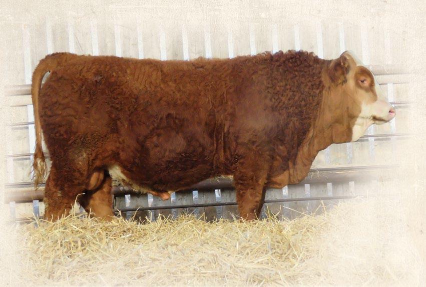 Bull Rush Simmental Bull Sale by The Big Picture of Design Inc. Issuu