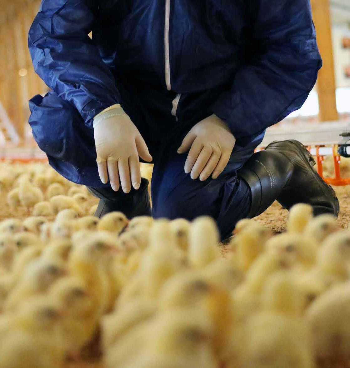 St David's Poultry Team Brouchure 20222023 by stdavidsvets Issuu