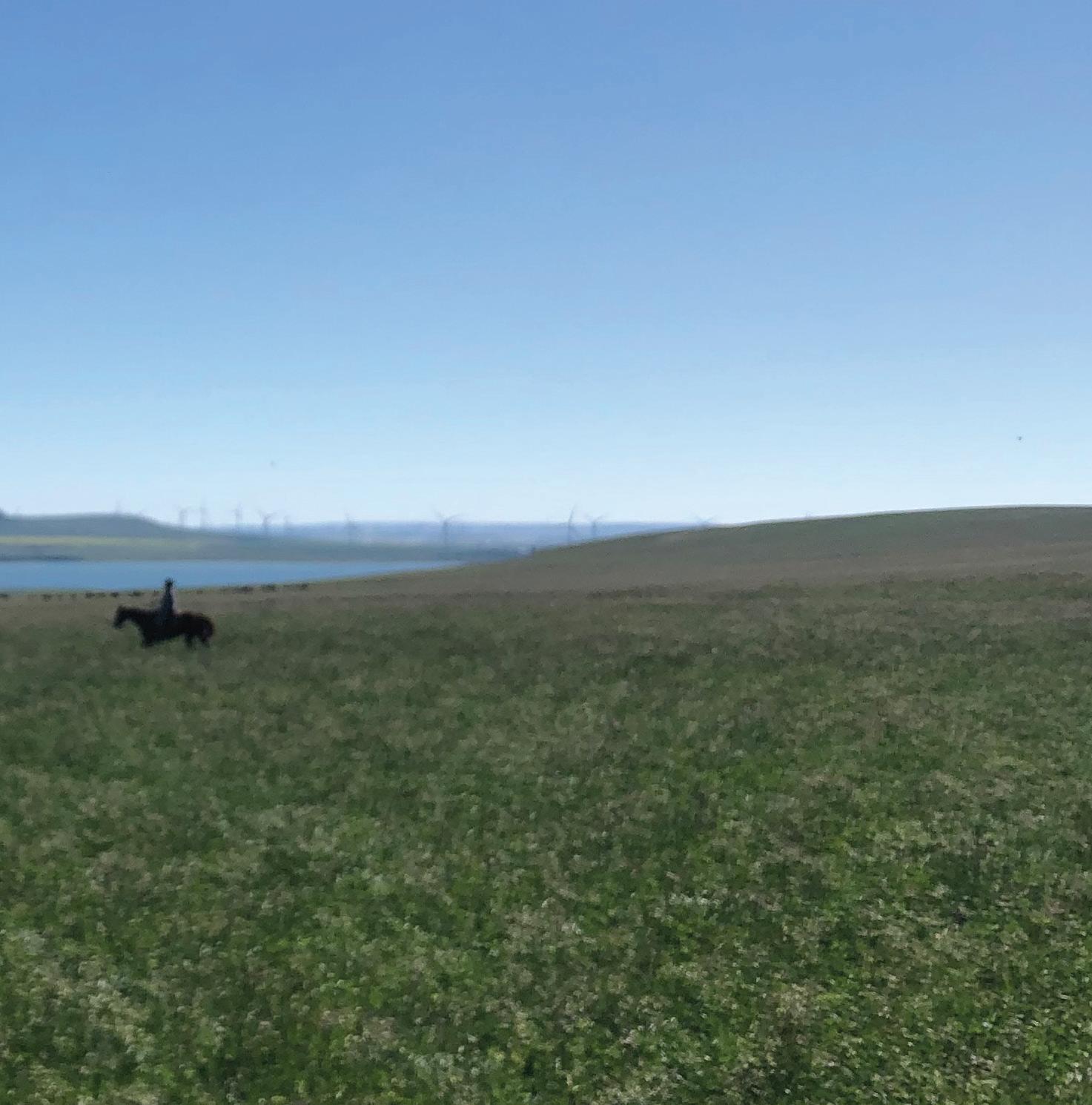 Stauffer Ranches 2023 Bull Sale by Canadian Angus Association Issuu