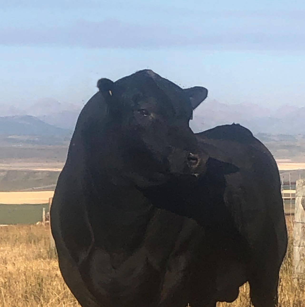Stauffer Ranches 2023 Bull Sale by Canadian Angus Association Issuu