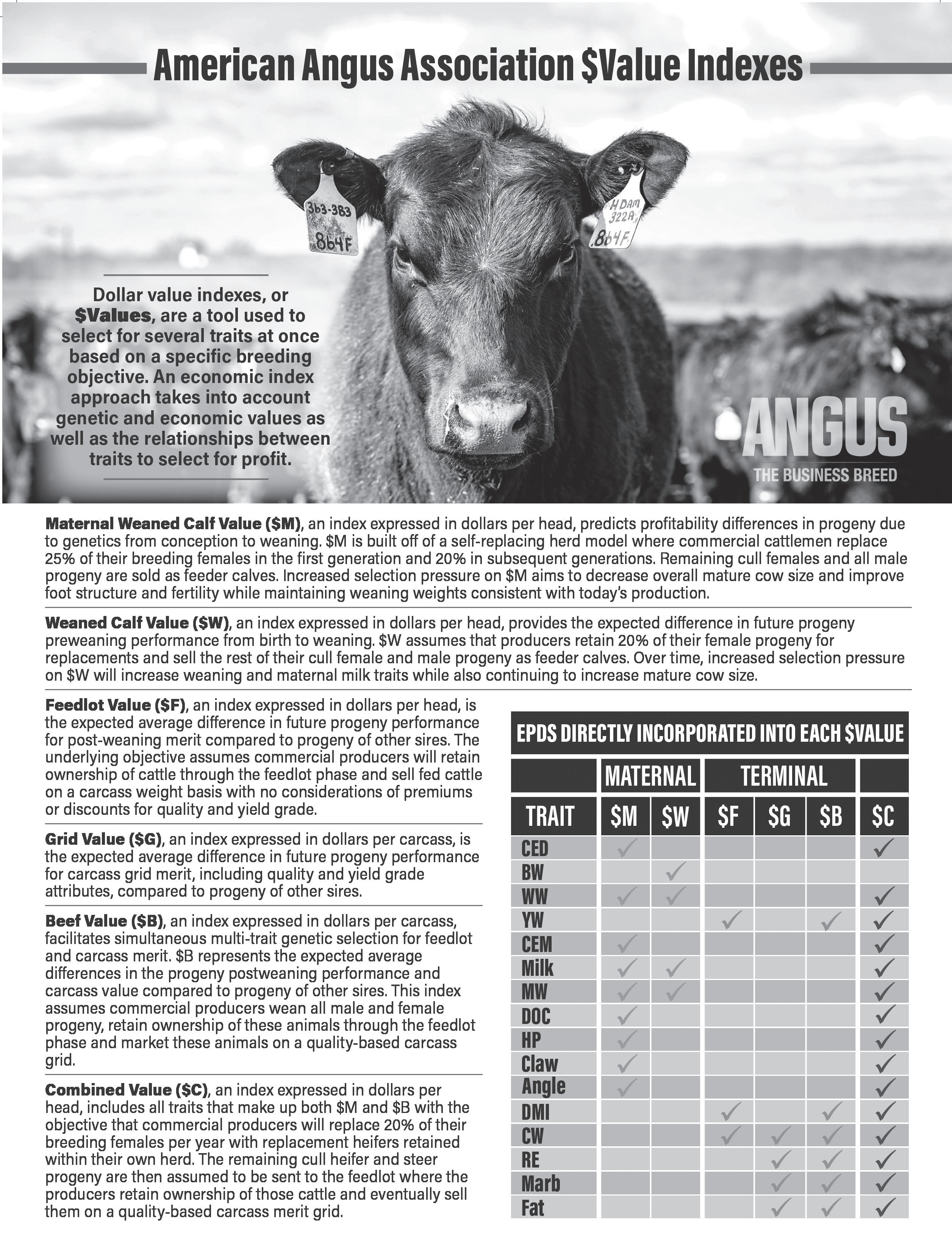 2023 Walter Angus Bull Catalog by Walter Angus - Issuu