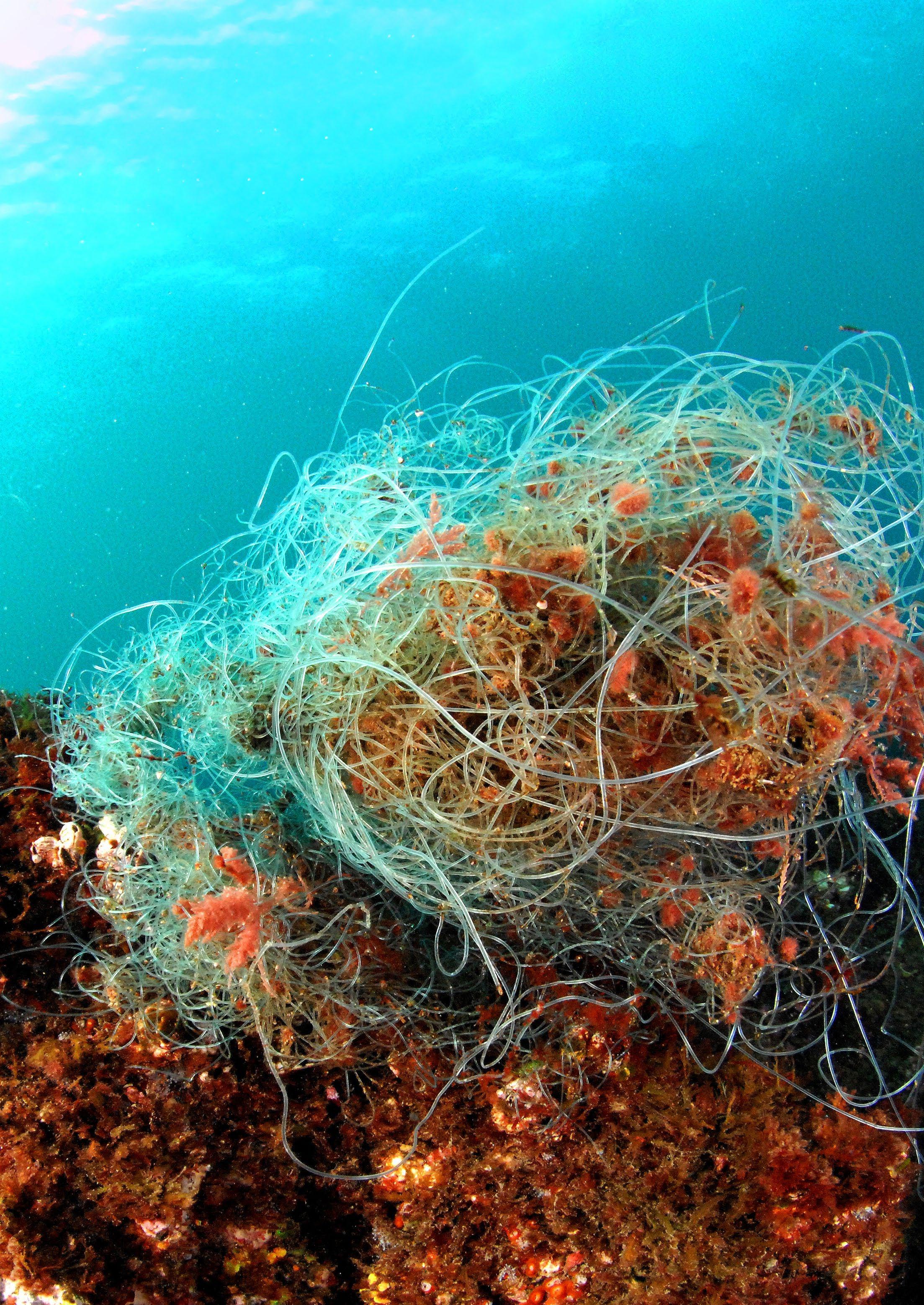 Pollutants from Sunscreens Accumulate in Seagrass, New Study Finds