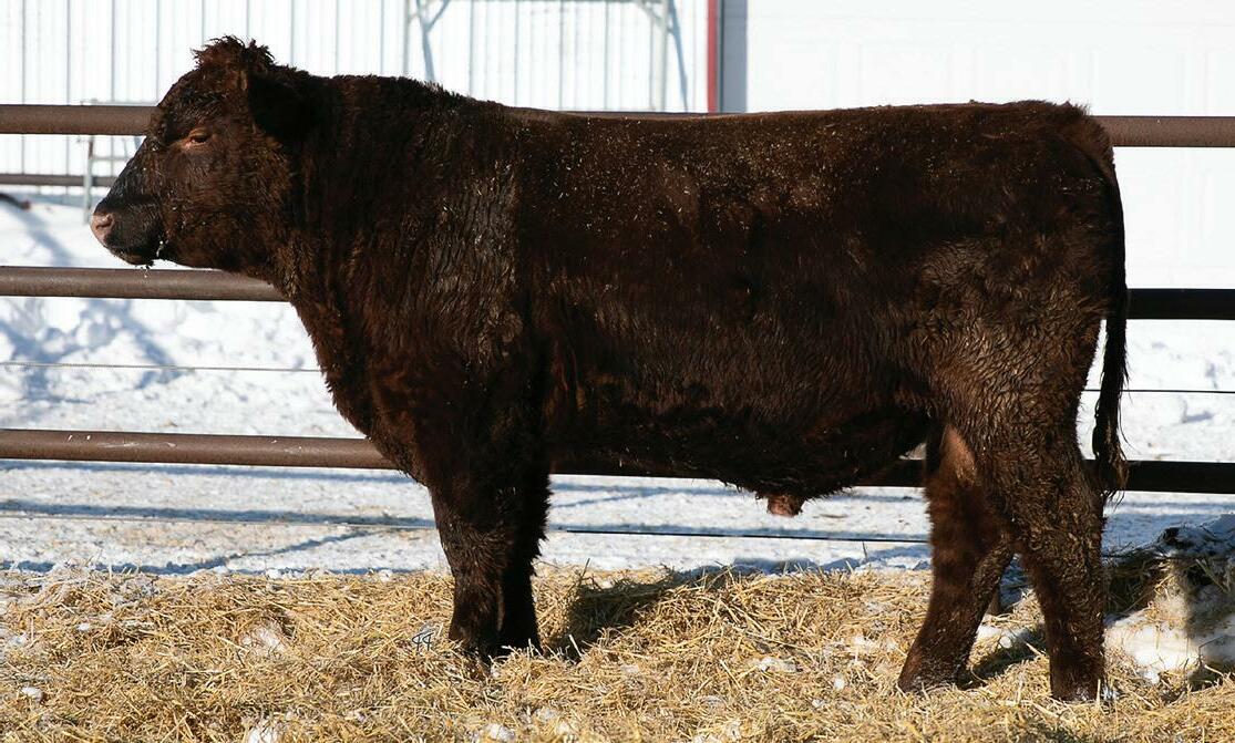 Moose Creek Red Angus Two Year Old Bull Sale by Today's Publishing Inc. -  Issuu