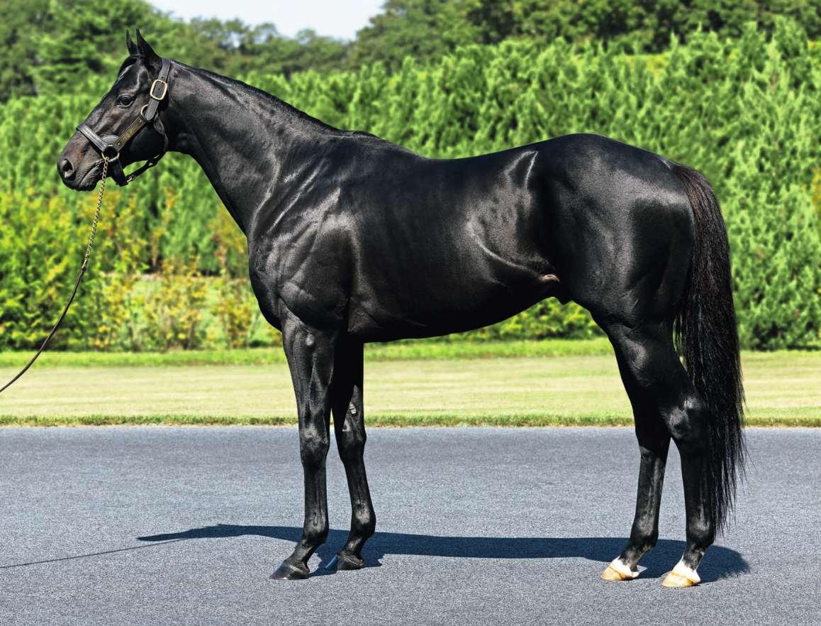 Weatherbys Stallion Book 2023 - First Foals Edition by Weatherbys - Issuu, image size:1158x882