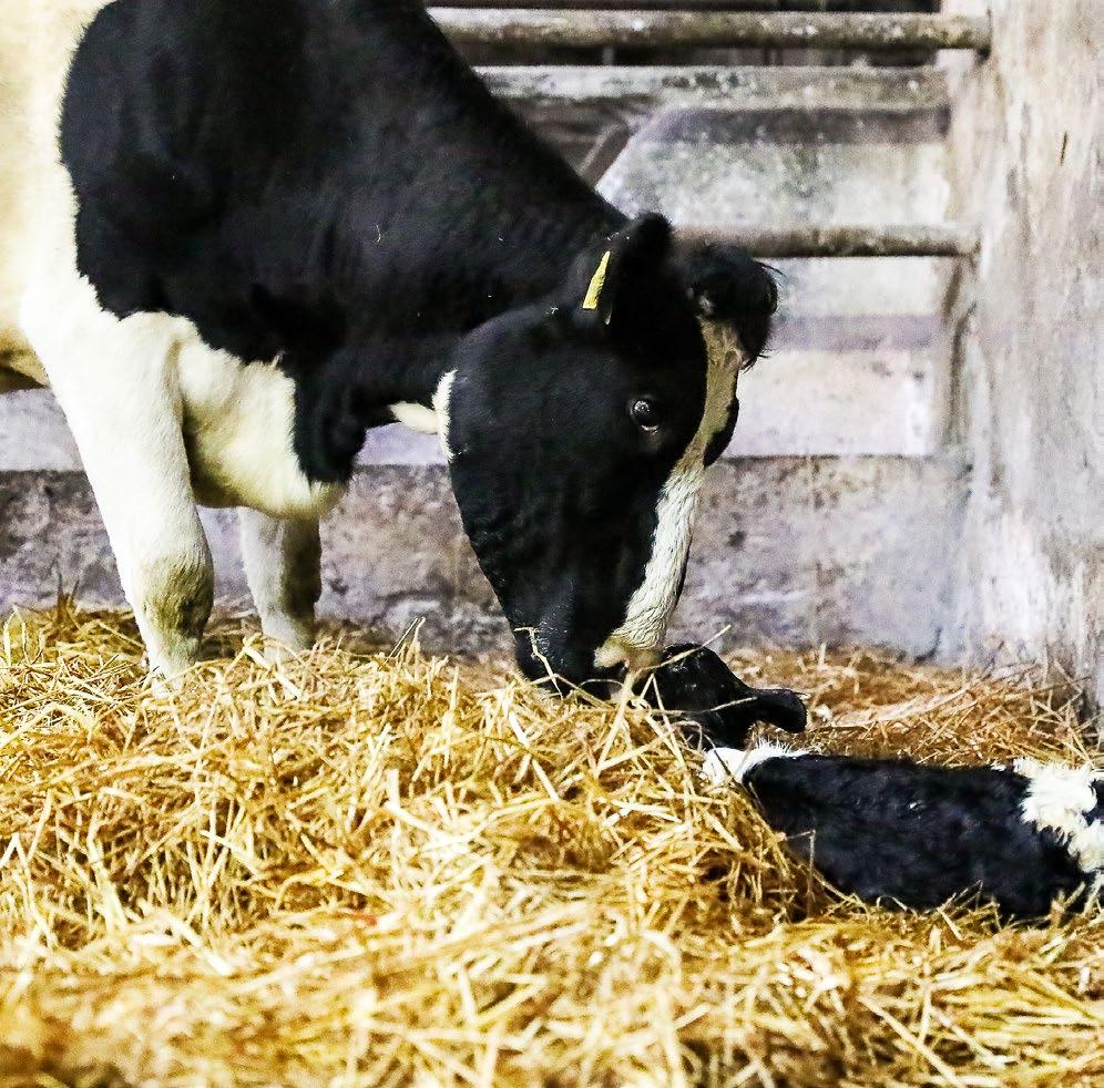 GAIN Dairy Heifer Rearing Programme by Tirlán FarmLife Issuu