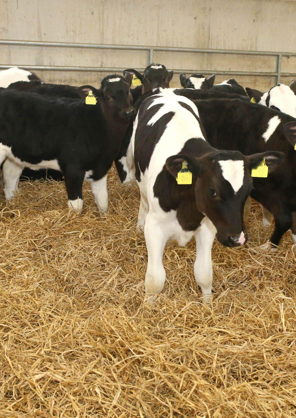 GAIN Dairy Heifer Rearing Programme by Tirlán FarmLife Issuu