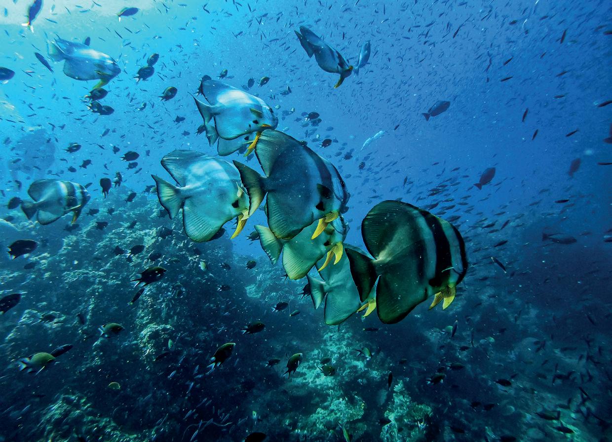 THE LAST OF PARADISE RAJA AMPAT