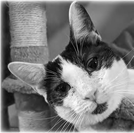 Cover for Pet Pride Cat Sanctuary & Adoption Center Expansion Complete