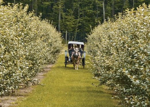 Cover for DIXON’S APPLE ORCHARD & WEDDING VENUE