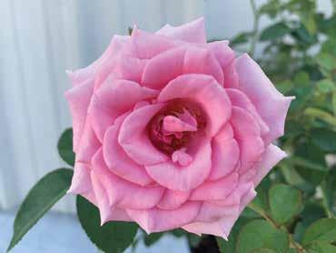 How's Your Garden?