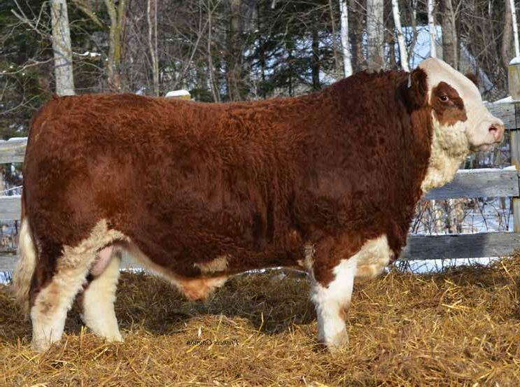 The Ferme Gagnon Inc 24th Annual Bull Sale By Bohrson Marketing the-ferme-gagnon-inc-24th-annual-bull-sale-by-bohrson-marketing