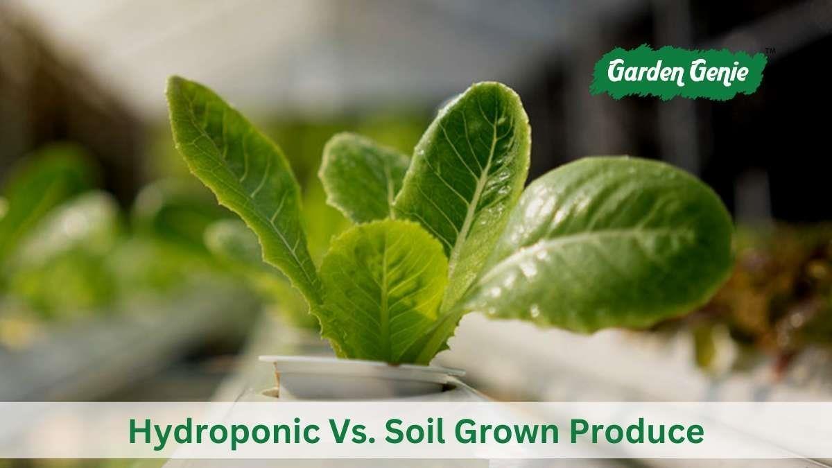Hydroponic Vs. Soil Grown Produce by Naresh Gupta Issuu