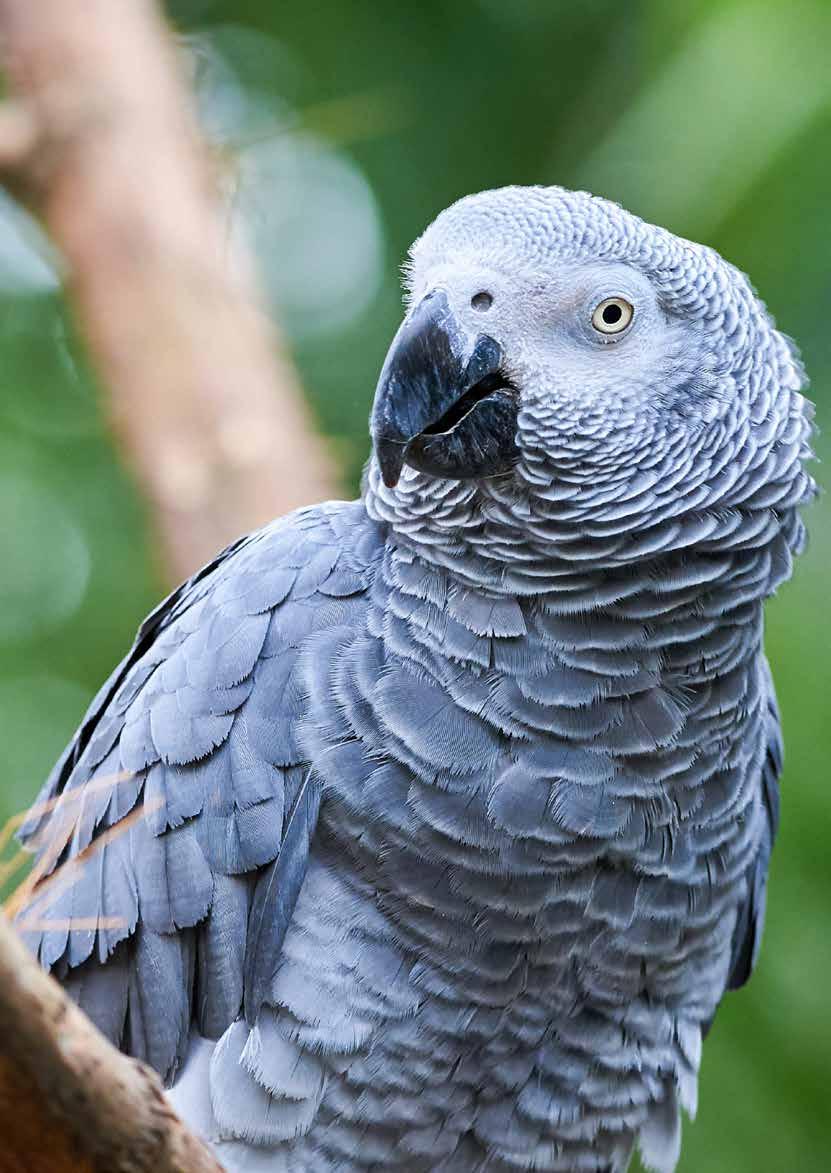 Cover for KEEPER BASICS: BIRD CAGE SETUP