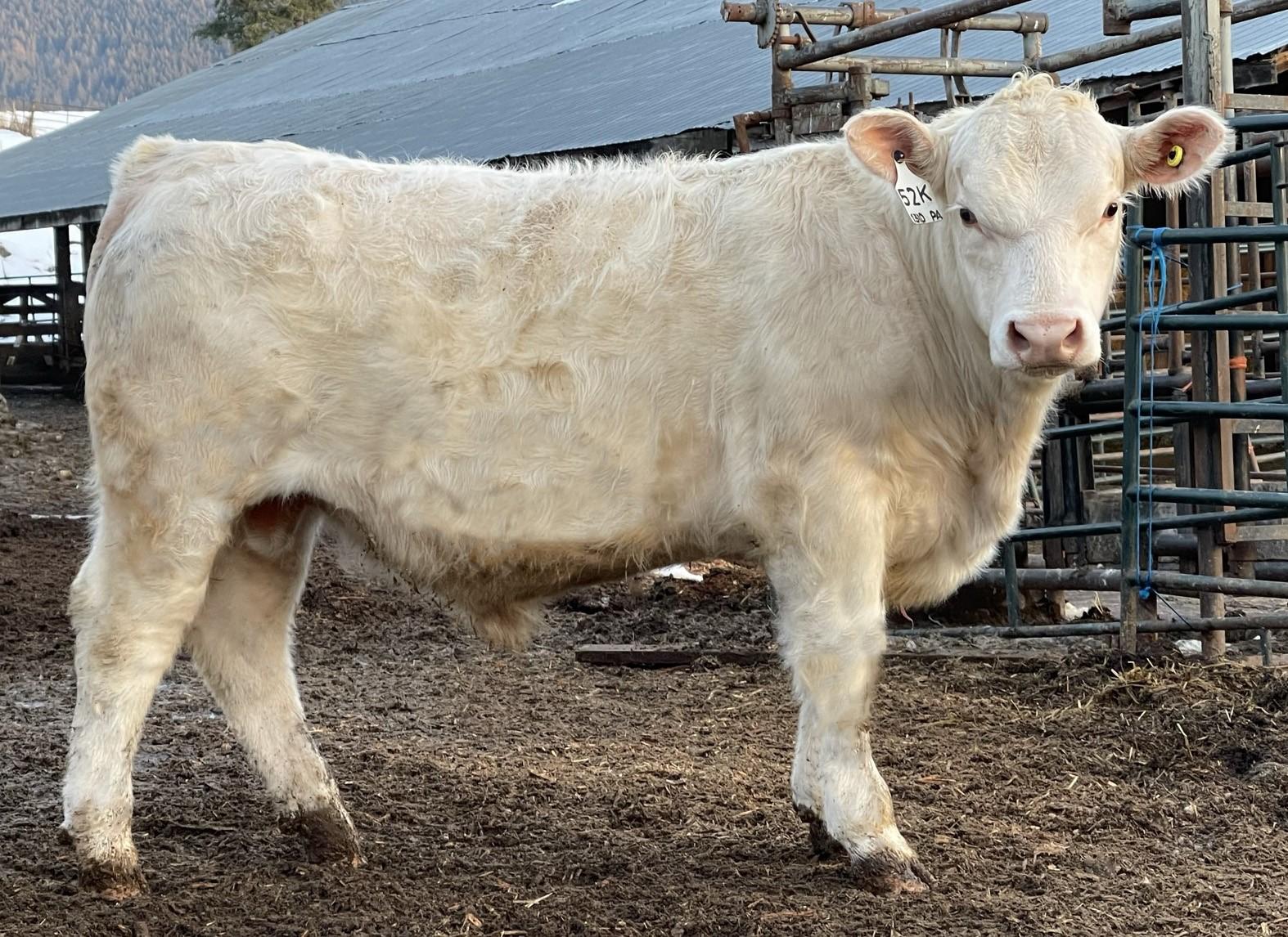 RRTS CHAROLAIS BULL SALE FEB 24 & 25, 2023 by RRTS Charolais Issuu