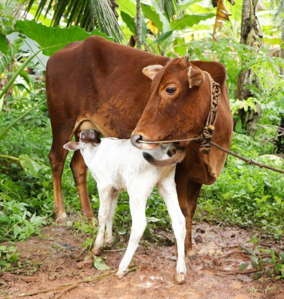 Benefits of Fresh Cow Milk For Your Diet by A2milkchennai Issuu