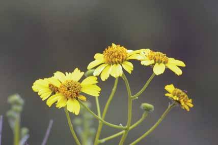 Cover for Rama blanca, hierba del vaso, incienso, hierba ceniza
