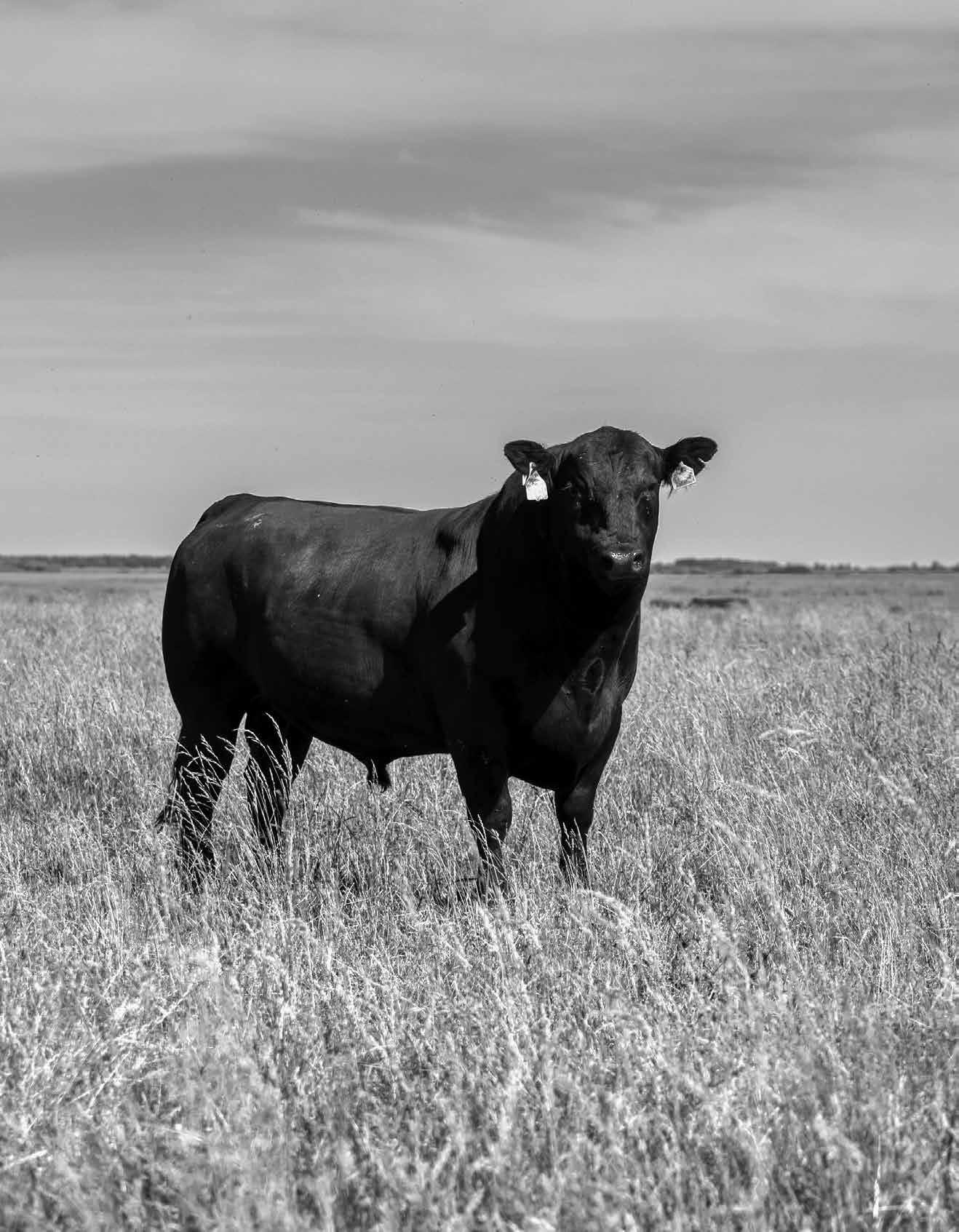 2023 Chisholm Trail Angus Association Annual Bull Sale Catalog by Kaci Foraker Issuu