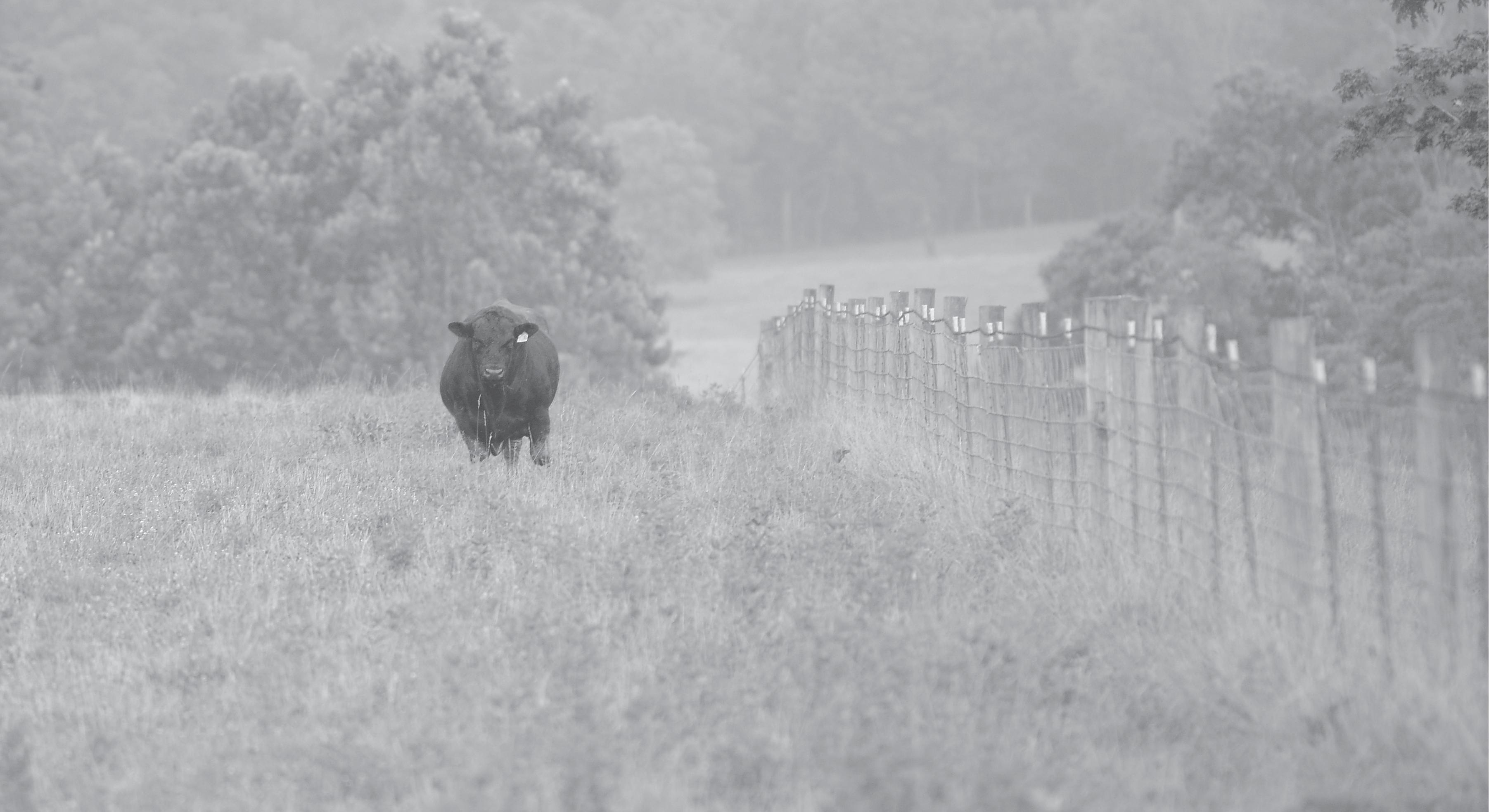 2023 Chisholm Trail Angus Association Annual Bull Sale Catalog by Kaci Foraker Issuu