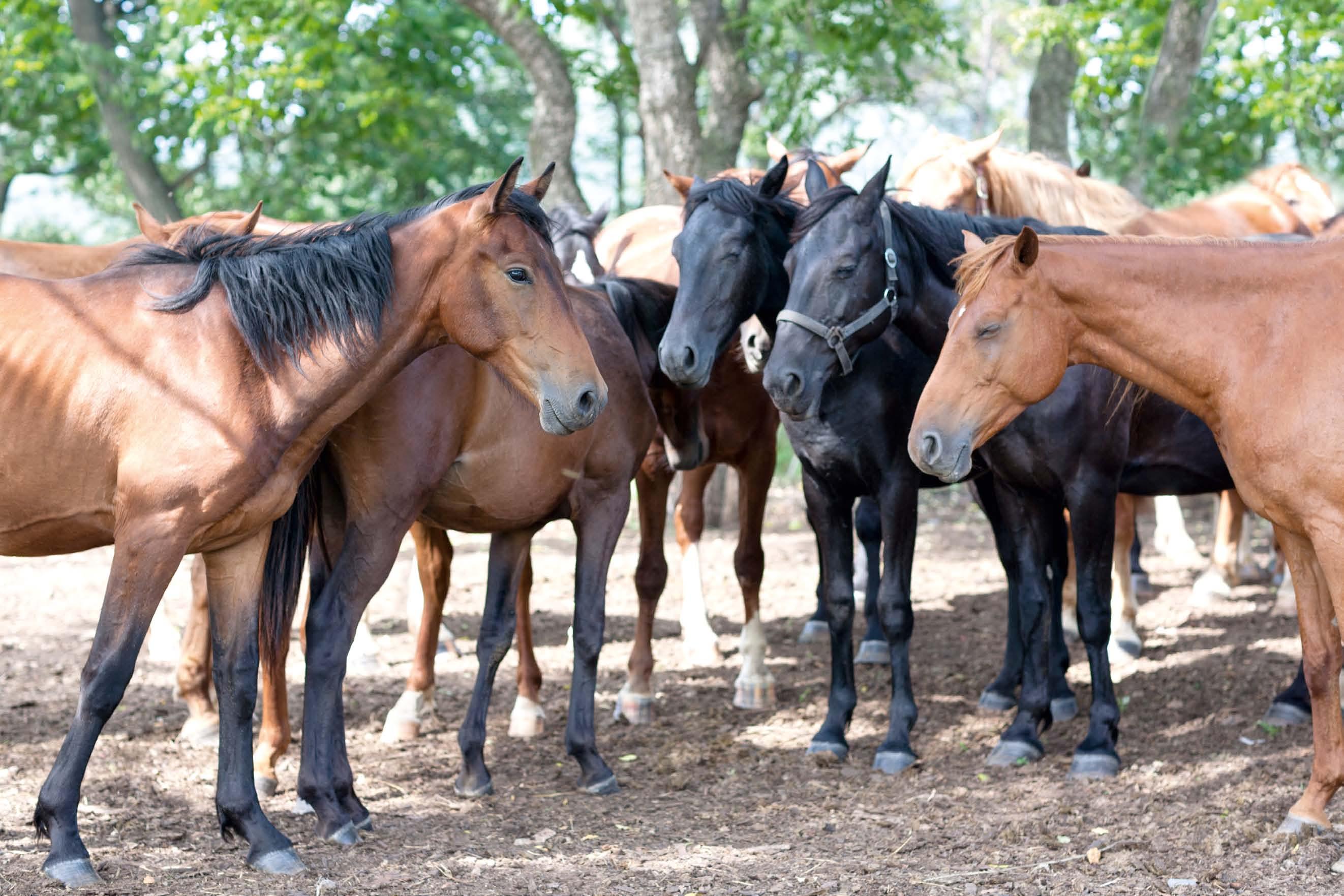 Salmonella in Horses Hoofbeats by Hoofbeat Publications Issuu