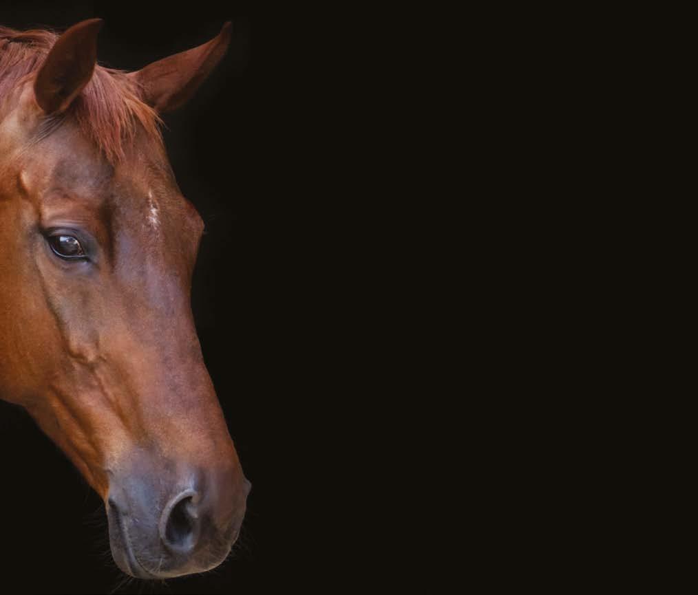 Salmonella in Horses Hoofbeats by Hoofbeat Publications Issuu