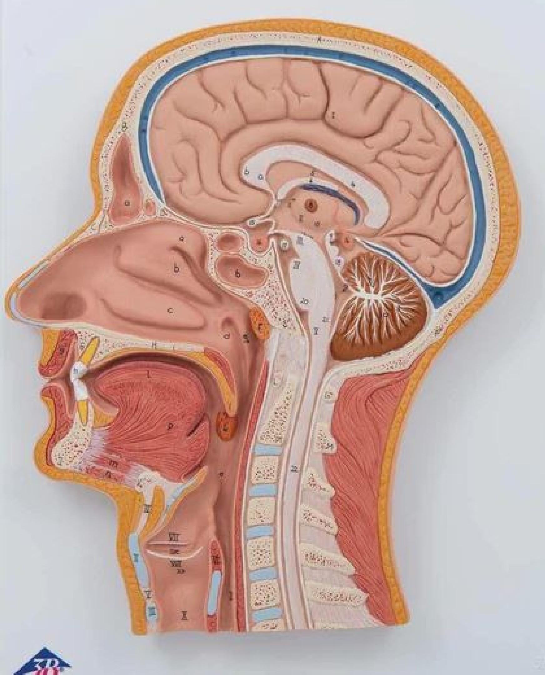 Anatomical Charts and Models by MyLaserStore Issuu