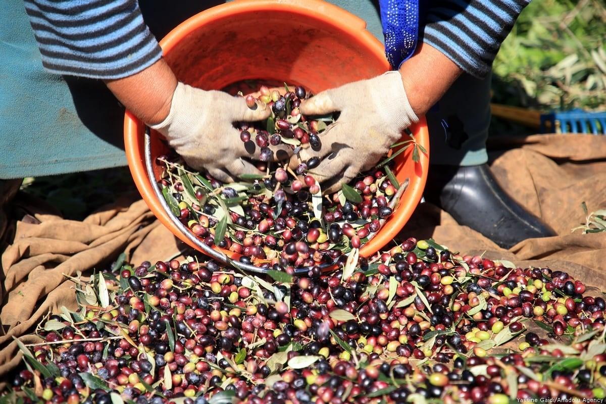 From Harvest to Bottle: The Art of Making Extra Virgin Olive Oil by Olive  Oil People - Issuu