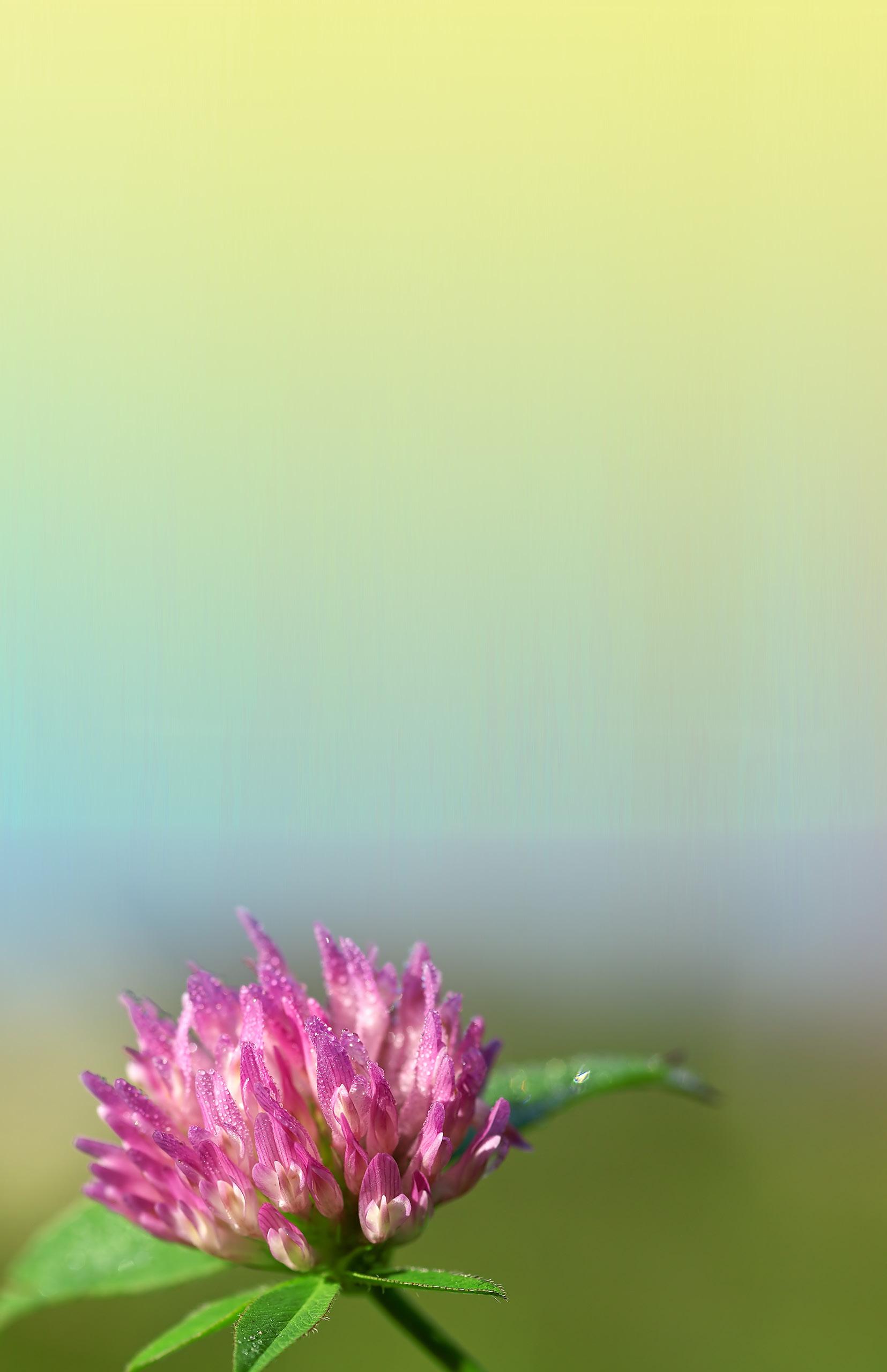 Flower Essence Society 2023 Professional Course by Flower Essence