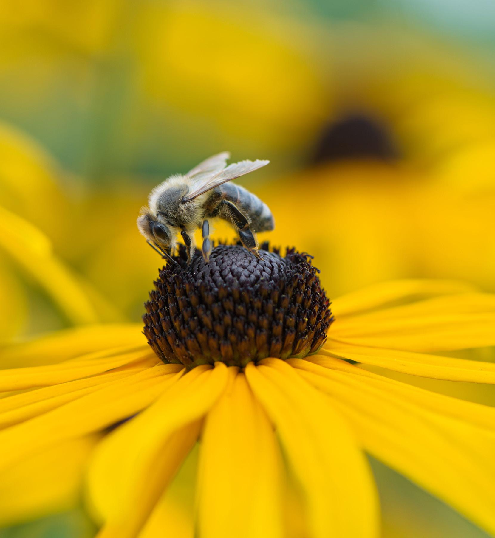 Flower Essence Society 2023 Professional Course by Flower Essence