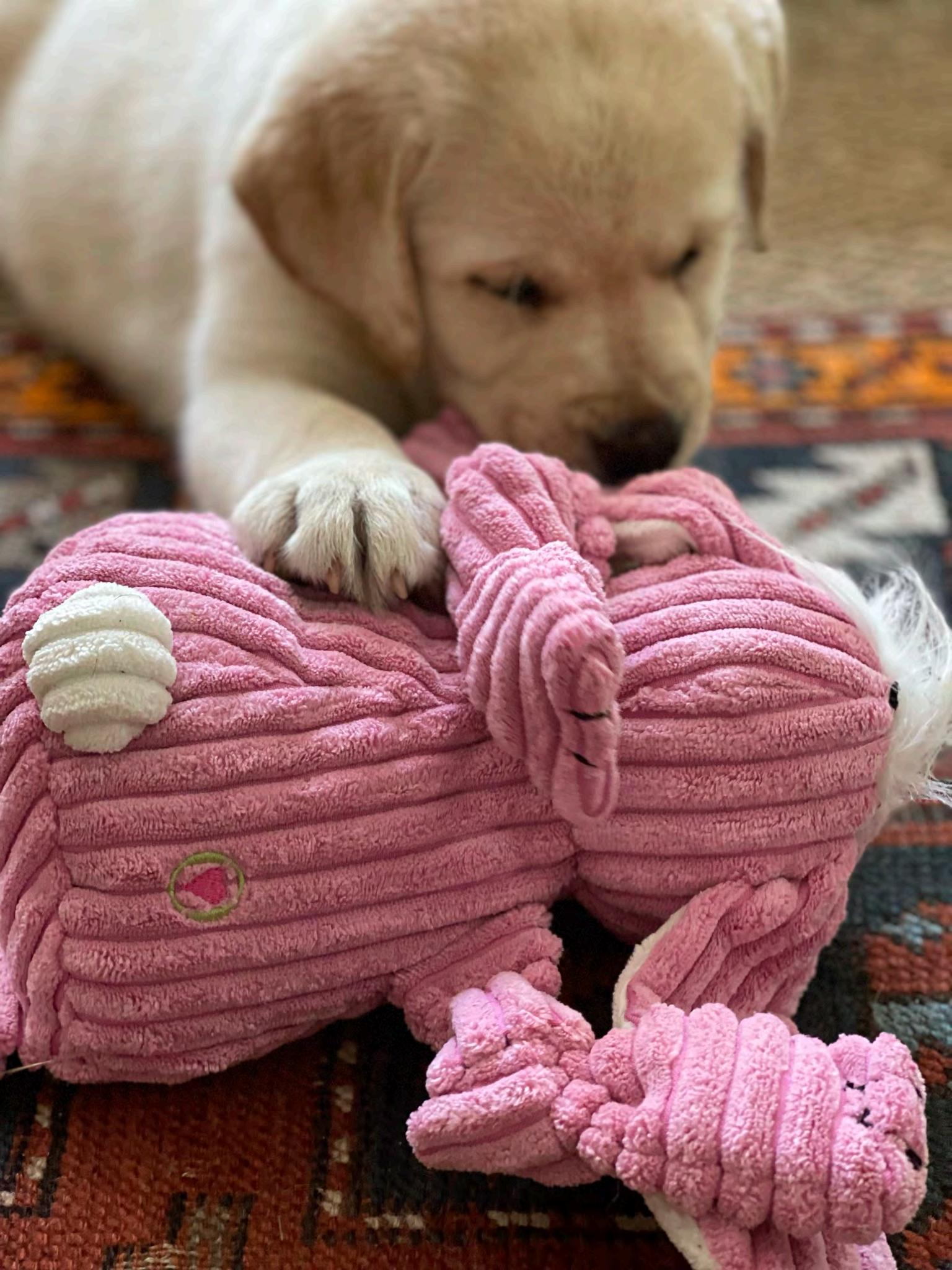 PFX/HuggleHounds Download Catalogue w/ Video Links by HuggleHounds Issuu