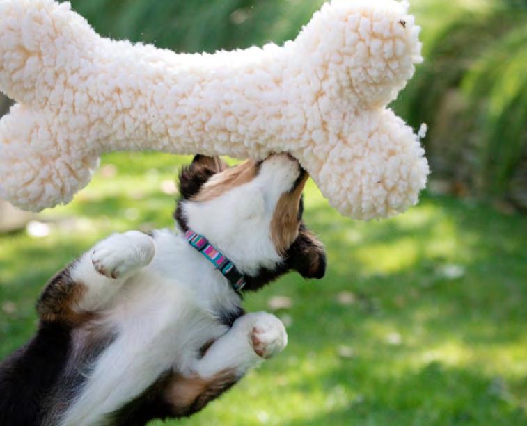 PFX/HuggleHounds Download Catalogue w/ Video Links by HuggleHounds Issuu