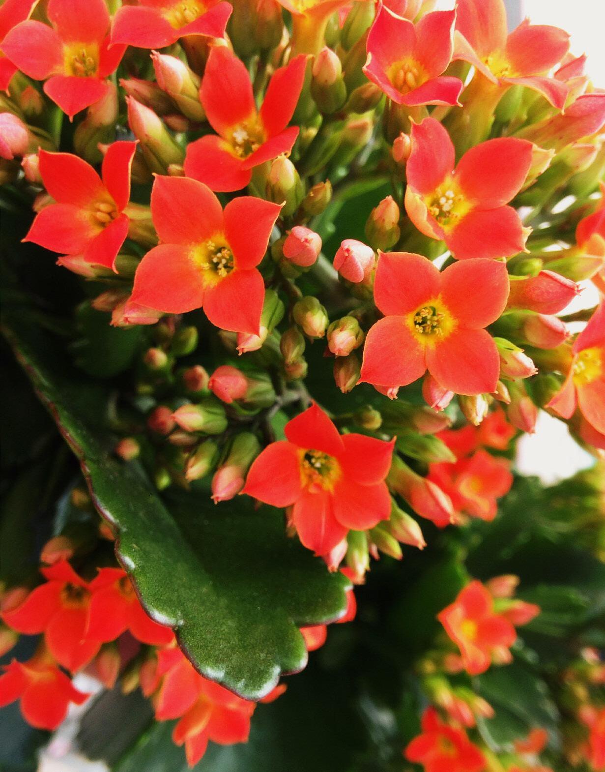 Flora Pack Catalog Second Half 2023 by florapack Issuu