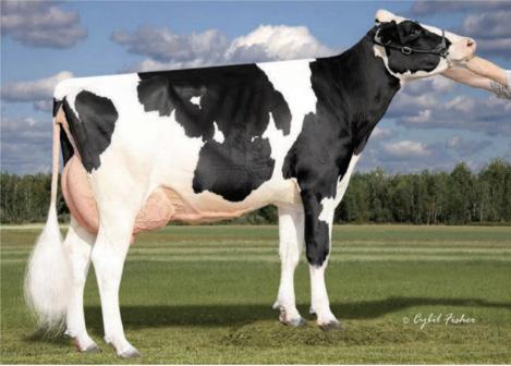 Pride of Washington Sale 2012 by Dairy Agenda Today - Issuu