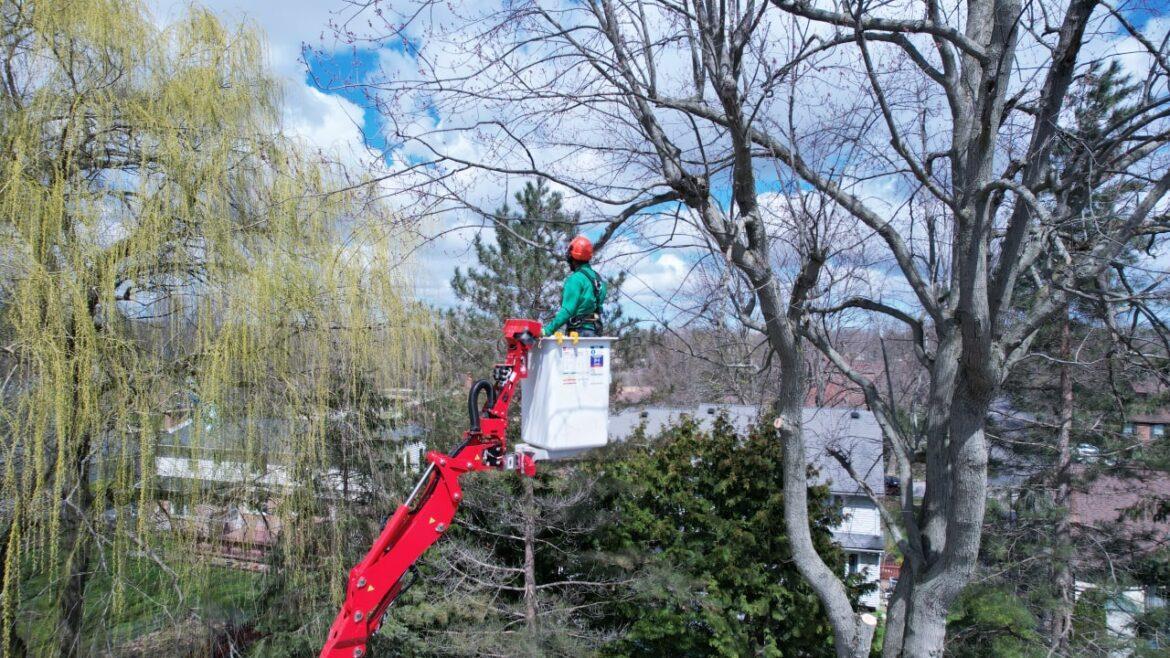 Preserve Your Trees with Expert Tree Services in Buffalo NY by Branch