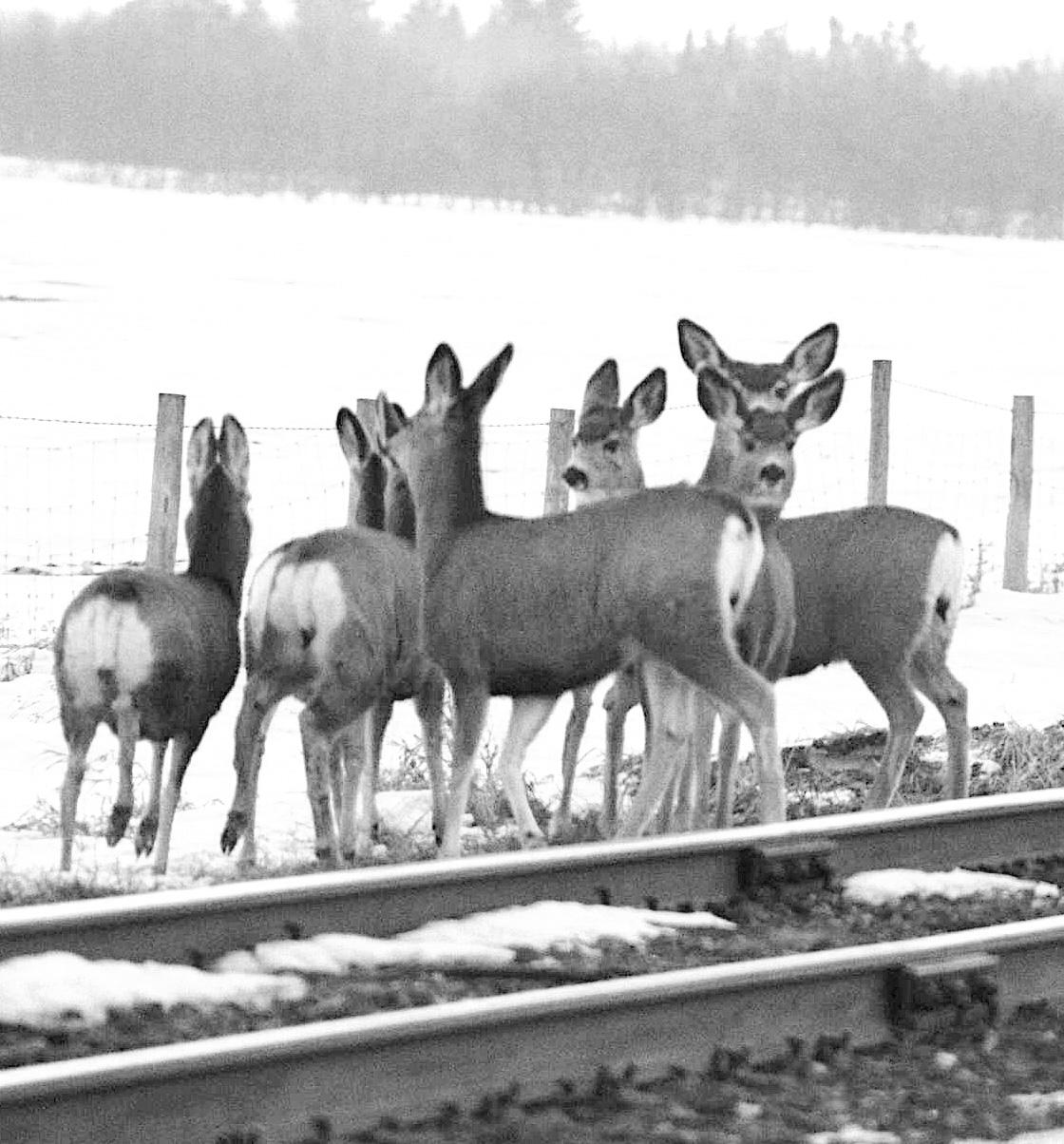 Cover for FROM WHERE I SIT: The Soap Opera Continues