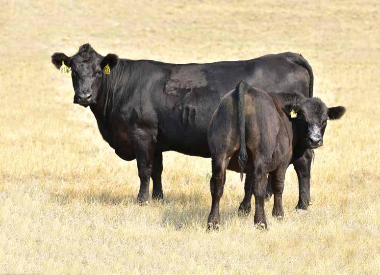 2023 Leachman Spring Bull & Female Sale by Leachman Issuu