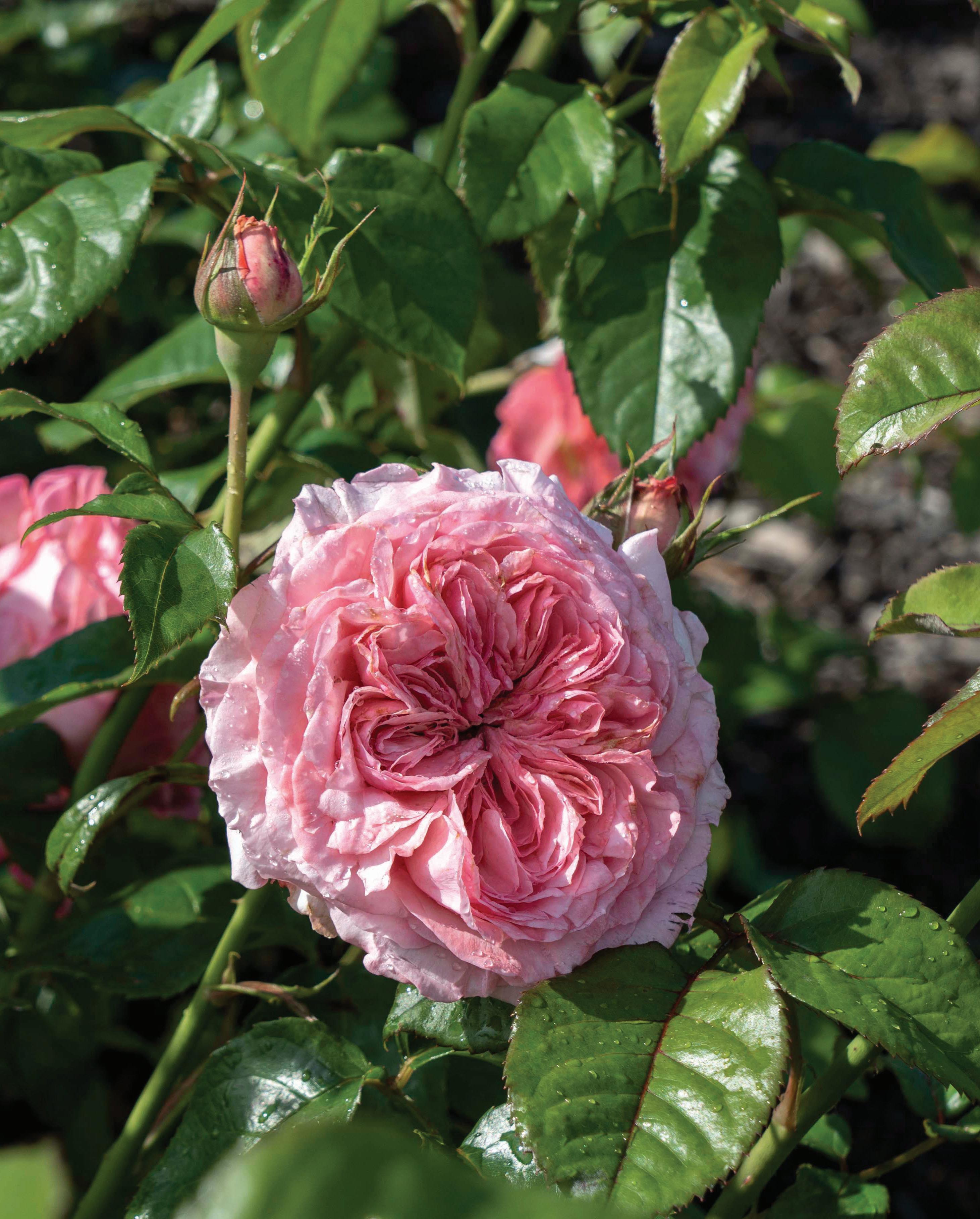 Garden Roses Cream Piaget (Classic)