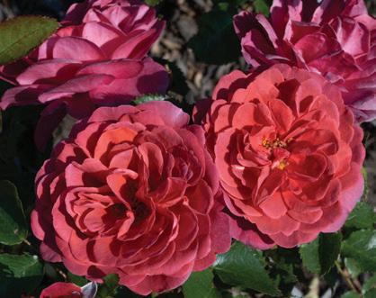 Orange Glow™ Knock Out® - Star® Roses and Plants