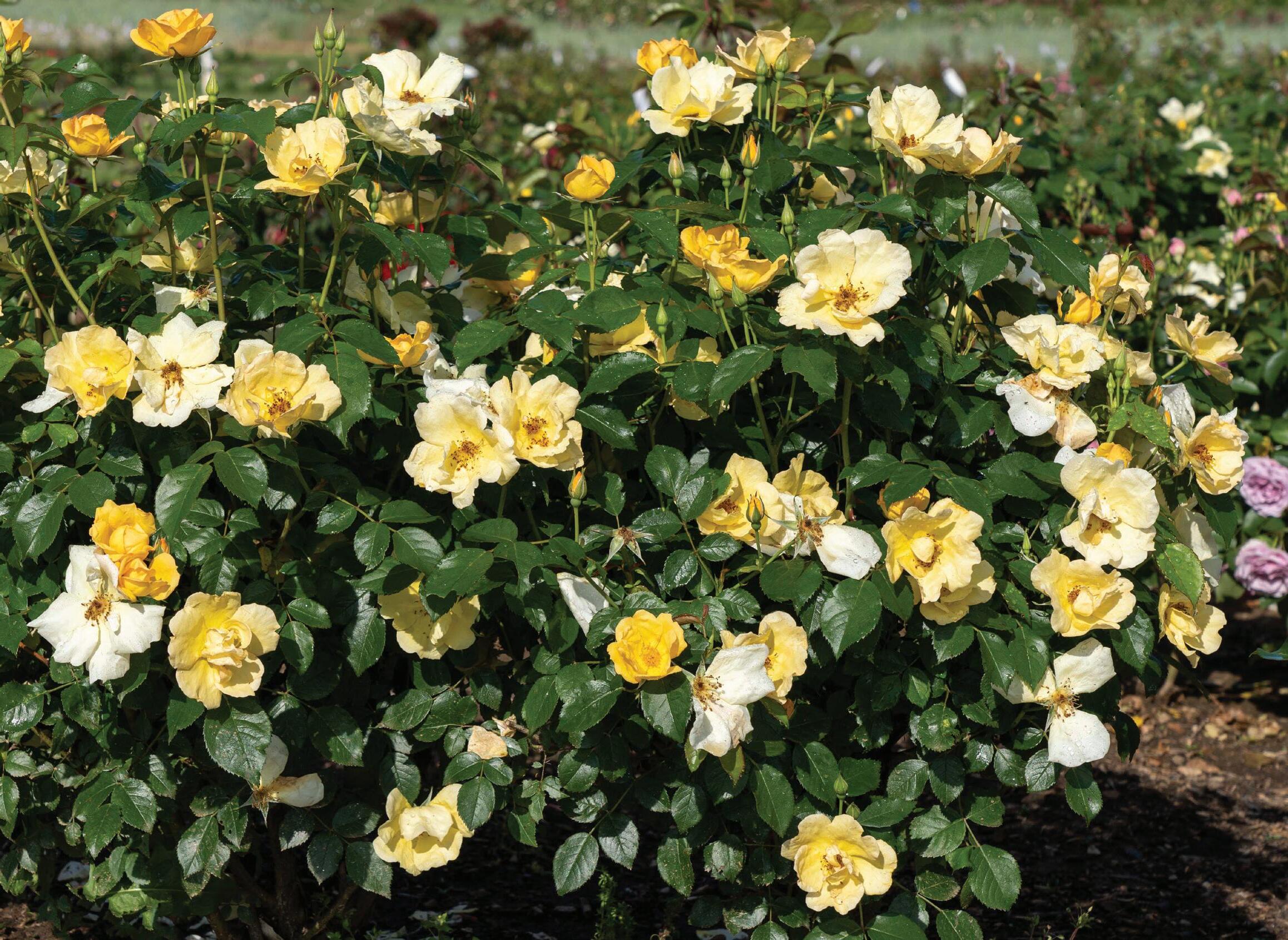 2024 Star® Roses and Plants Rose Catalog by Star® Roses and Plants - Issuu