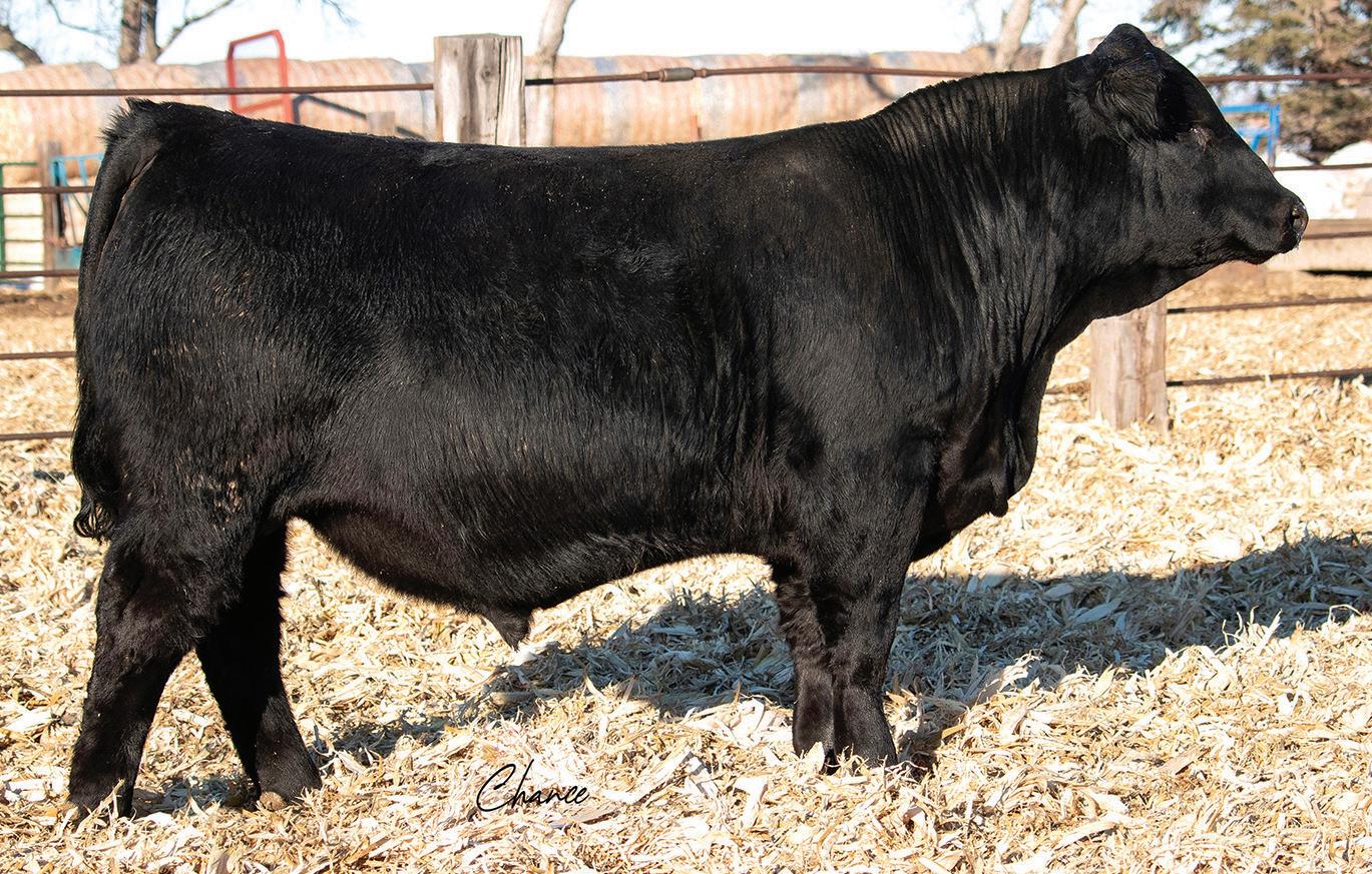 Rockin H Production Sale 2023 by Eberspacher Enterprises Issuu