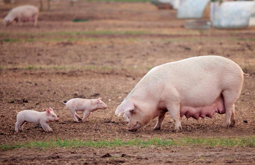 Efecto sobre la viremia en lechones al destete con el empleo en reproductoras de vacuna atenuada e inactivada frente a PRRS