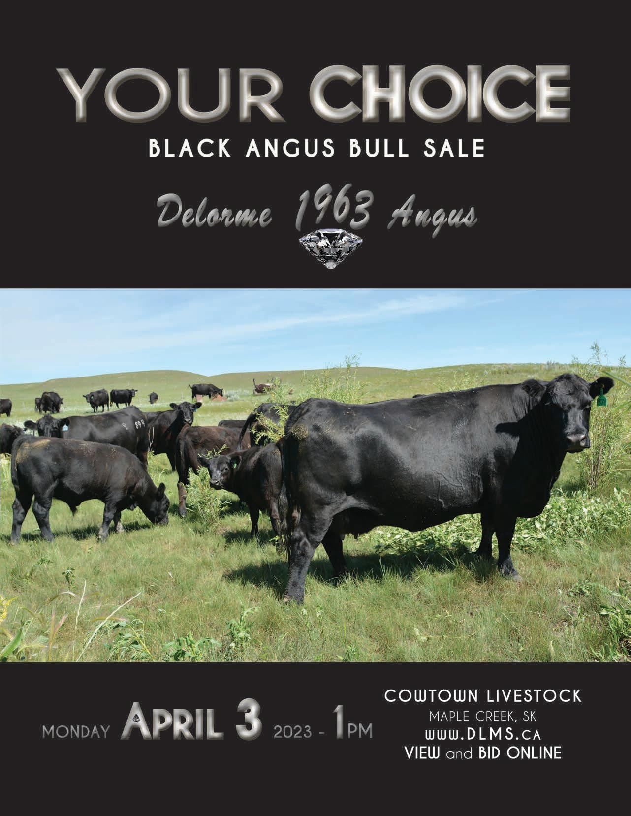 Your Choice Black Angus Bull Sale by 14westcreations Issuu