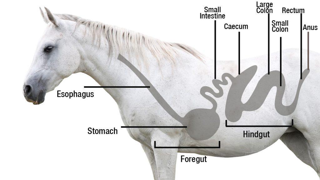 Types of Horse Ulcers And the Treatment by Abler Equine Issuu