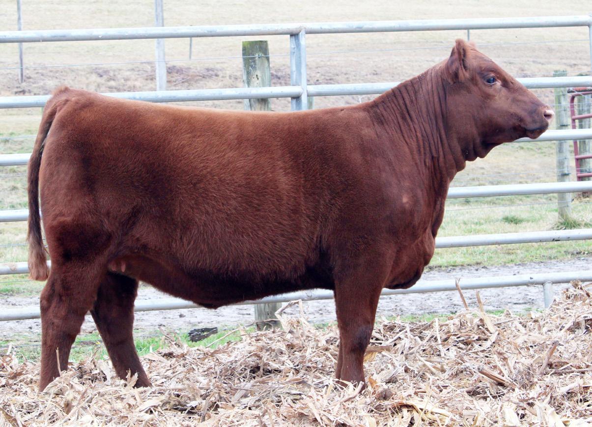 2023 Red Angus Red Wave Sale by Dan Wells Issuu